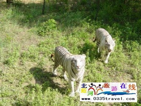 秦皇島野生動物園