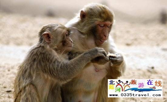 秦皇島野生動物園