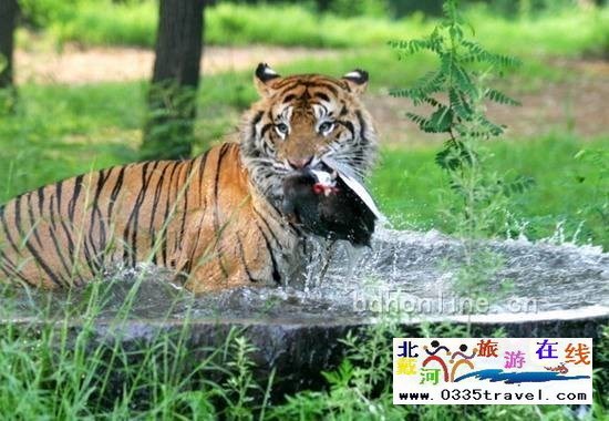 秦皇島野生動物園
