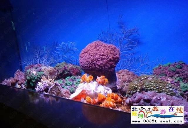 圣藍皇家海洋公園