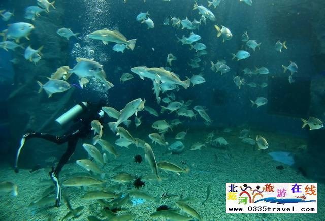 圣藍皇家海洋公園